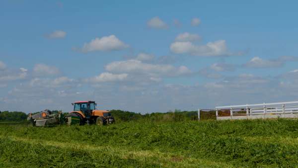 Merschman Seeds - Shannon Perspective